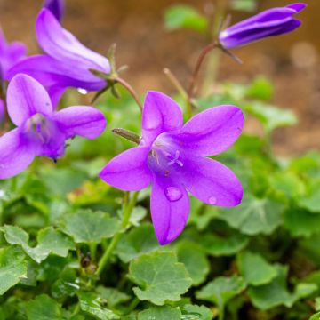 Campanula portenschlagiana Resholdts Variety