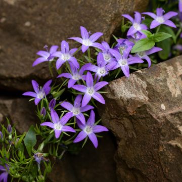 Campanula Adansa Purple