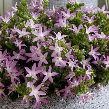 Campanula Adansa Pink