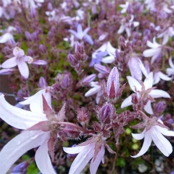 Campanula poscharskyana Lisduggan Variety