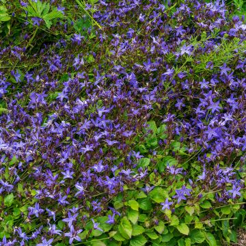 Campanula poscharskyana Stella - Campanule des Murets