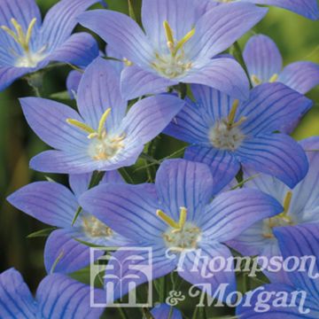 Naked campanulate seeds of Meteora Rambling Bellflower - Campanula ramosissima Meteora