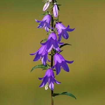 Campanula rapunculoides - Campanule fausse raiponce