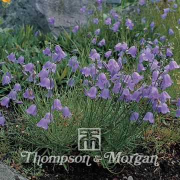 Campanula rotundifolia - Scottish Bluebell Seeds