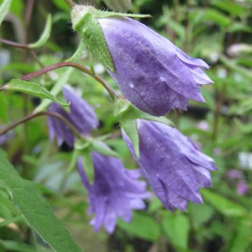 Campanula trachelium Bernice