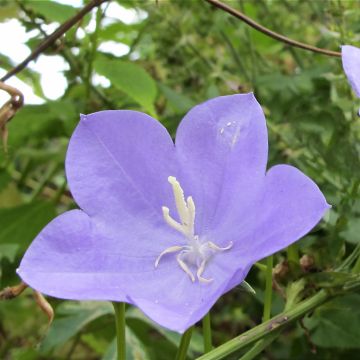 Campanula Norman Grove