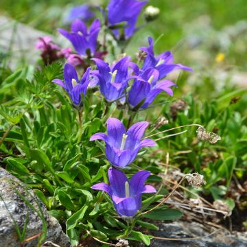 Campanula stansfieldii - Bellflower