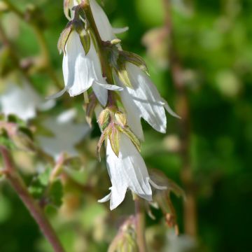 Campanula alliariifolia - Campanule à feuilles d'alliaire