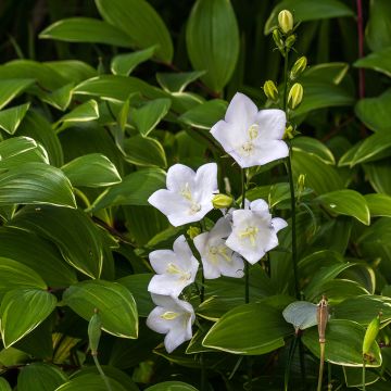 Campanula carpatica Alba - Campanule des Carpathes à fleurs blanches.