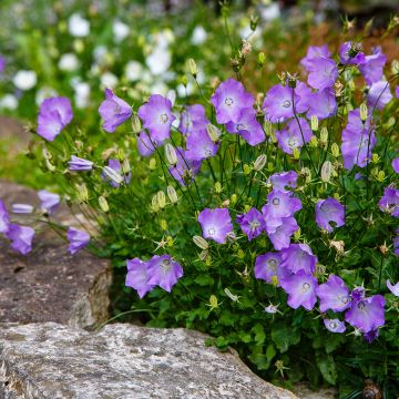 Campanule carpatica Clips bleue - Campanule des Carpates en pot de 2/3 L