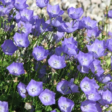 Campanula carpatica Molly Pinsent