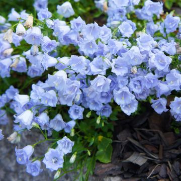 Campanula cochleariifolia Elizabeth Oliver - Campanule à feuilles de Cochléaire 