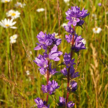 Campanula glomerata var. acaulis