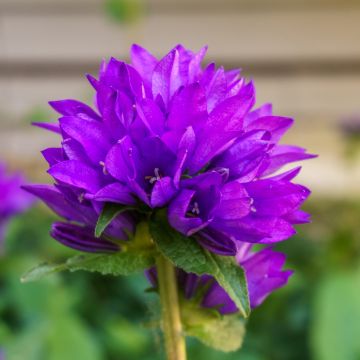 Campanula glomerata var. dahurica