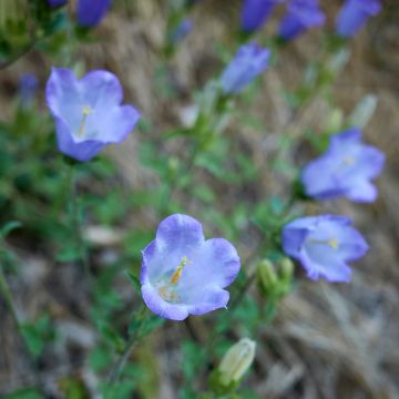 Campanula x haylodgensis Yvonne