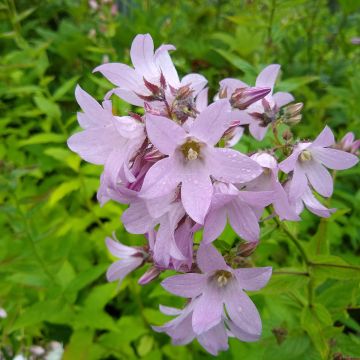 Campanula lactiflora Loddon Anna