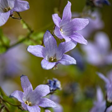 Campanula lactiflora Prichards variety