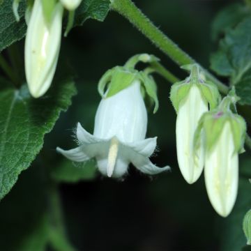 Campanula ochroleuca