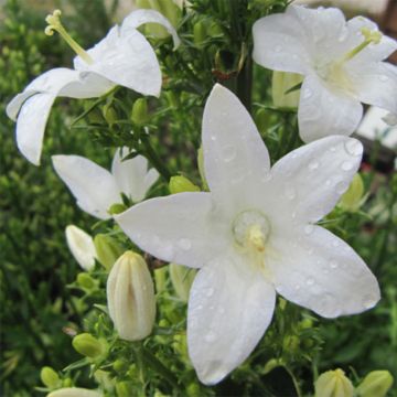 Campanula pyramidalis Alba