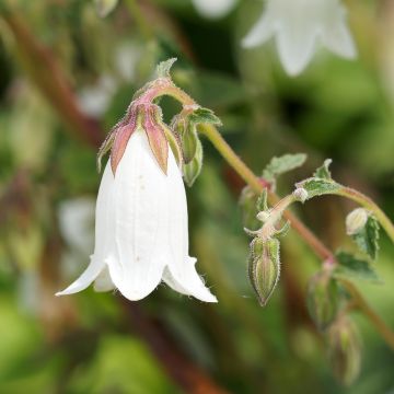 Campanule takesimana Alba