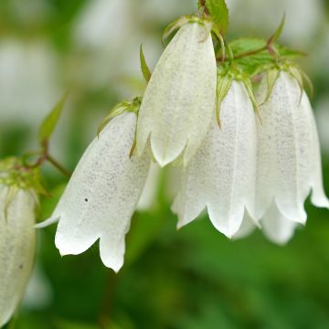 Campanula takesimana