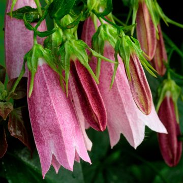 Campanula takesimana Elizabeth