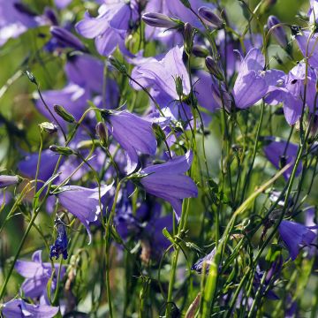 Campanula Puck - Bellflower