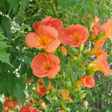 Campsis grandiflora 