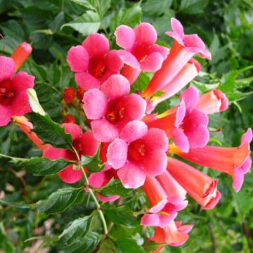 Campsis radicans Flamenco