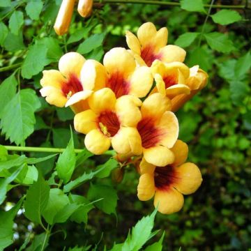 Campsis radicans Judy