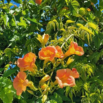 Campsis x tagliabuana Summer Jazz Gold