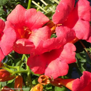 Campsis radicans x grandiflora Grenadine 'Rutcam'