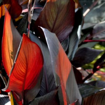 Canna glauca Australis - Water Canna