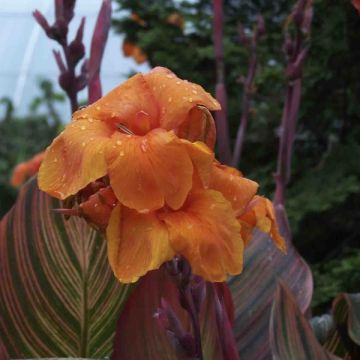 Canna Durban - Indian shot