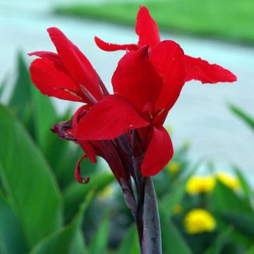 Canna Firebird - Indian shot