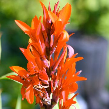 Canna Marabout - Indian shot