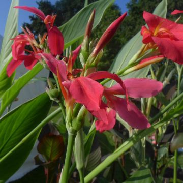 Canna Perkeo - Indian shot