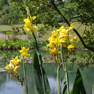 Canna glauca Ra - Water Canna