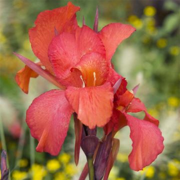 Canna Red King Humbert - Indian shot