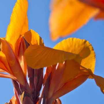 Canna Semaphore - Indian shot