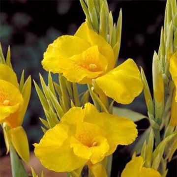 Canna Soleil d'Or - Indian shot