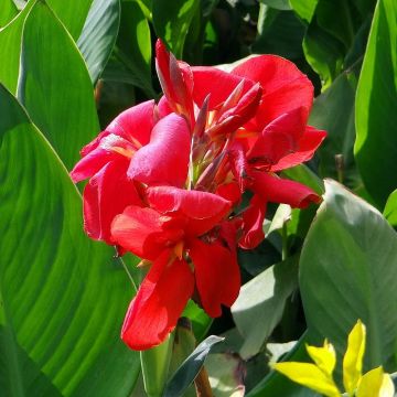 Canna Strasbourg - Indian shot