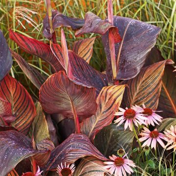 Canna Tarouking - Indian shot