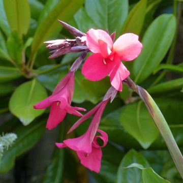 Canna iridiflora - Canna Lily