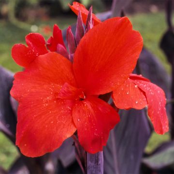 Canna Red Wine - Indian shot