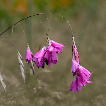 https://www.promessedefleurs.ie/media/catalog/product/cache/05005bad2011652090b5503744023c90/C/a/Canne-a-peche-des-Anges-Dierama-pulcherrimum-copyright-716162-1.jpg