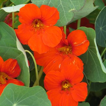 Tropaeolum majus nanum Empress of India - Dwarf Nasturtium