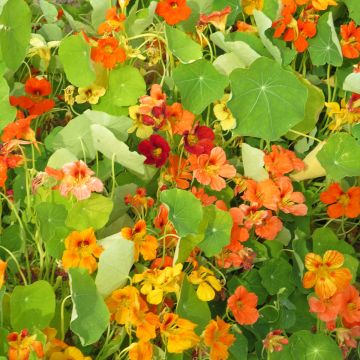 Tropaeolum majus - Nasturtium Mixed Seeds