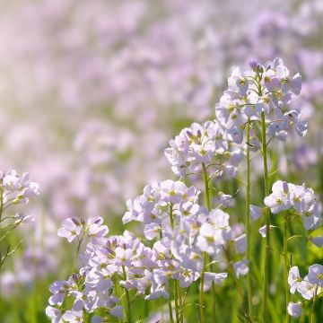 Cardamine des près, Cresson des près - Cardamine pratensis