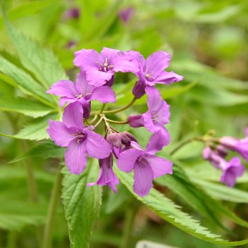 Cardamine pentaphylla, Cresson des près